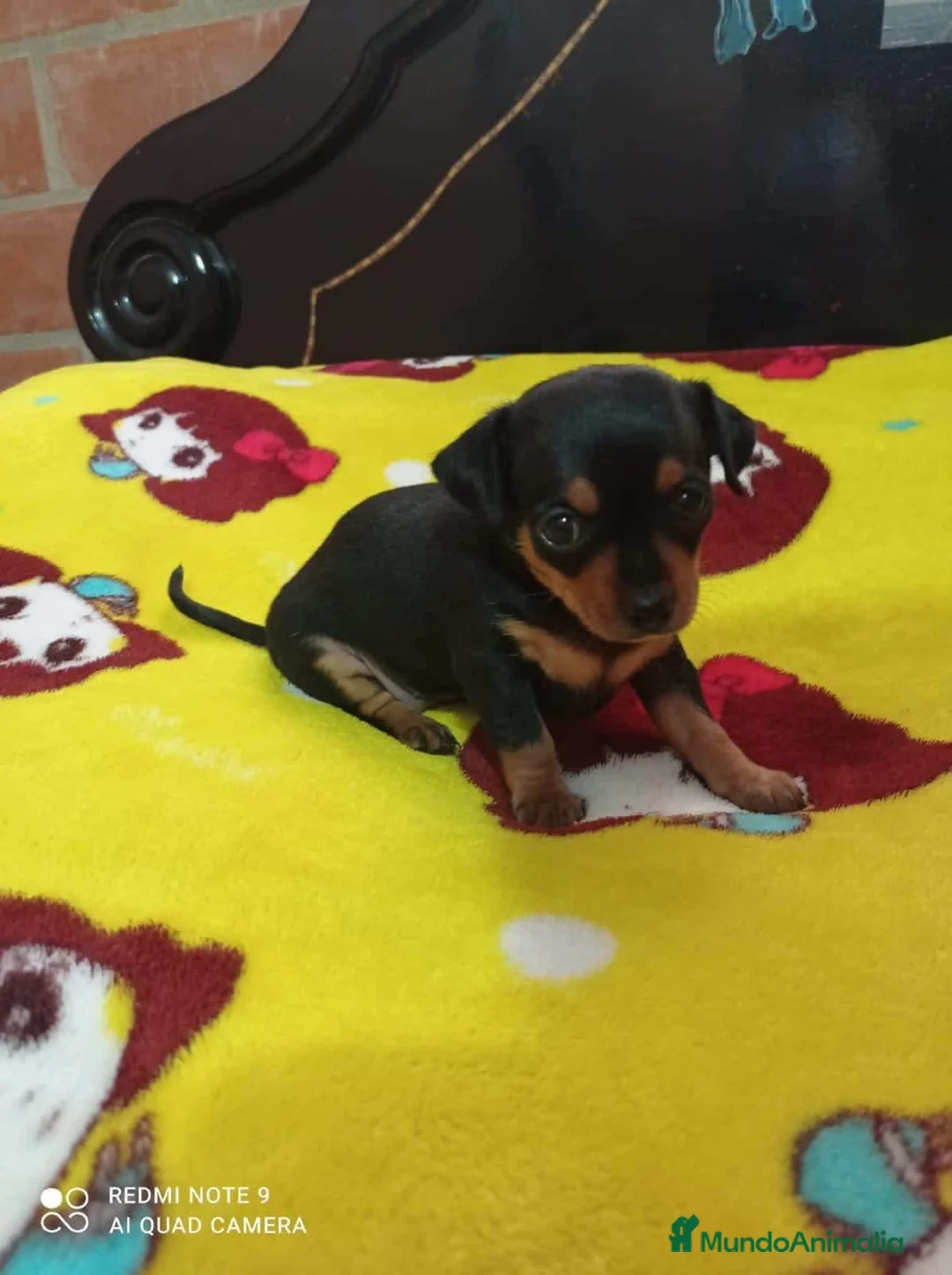 Pinscher Miniatura perros en venta: Pinscher bebés !  en Ciudad Real - Anuncio 4