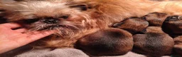 Grifón de Bruselas perros en venta: Griffon de bruselas macho cachorro disponible - Anuncio 1