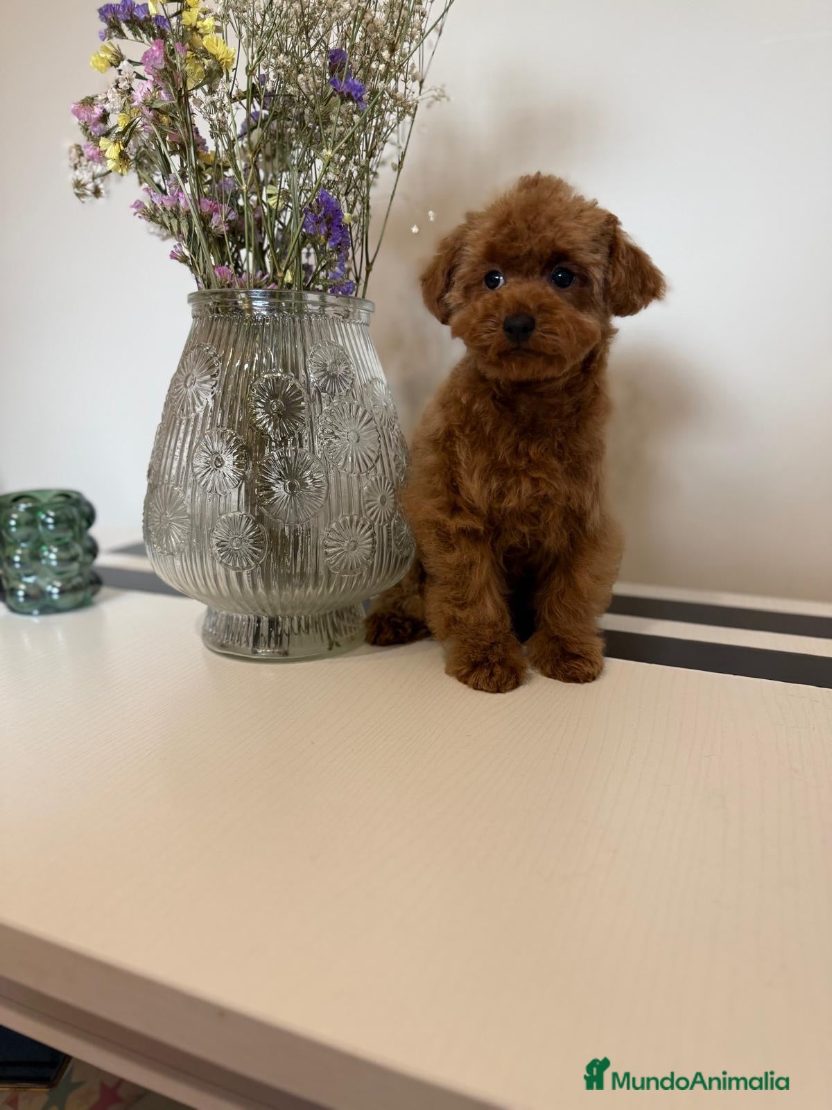 Caniche Toy perros Caniche Toy listo para entregar !!! - Anuncio 1