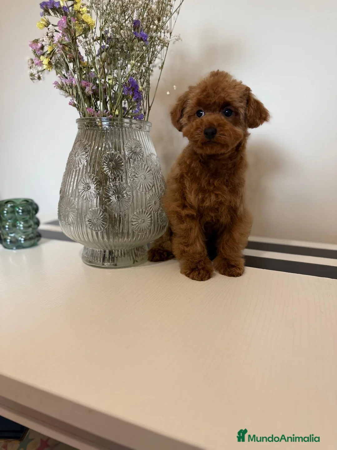 Caniche Toy perros en venta: Caniche Toy listo para entregar !!! - Anuncio 1