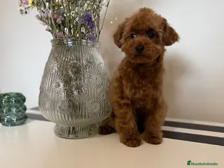 Caniche Toy perros Caniche Toy listo para entregar !!! - Anuncio 1