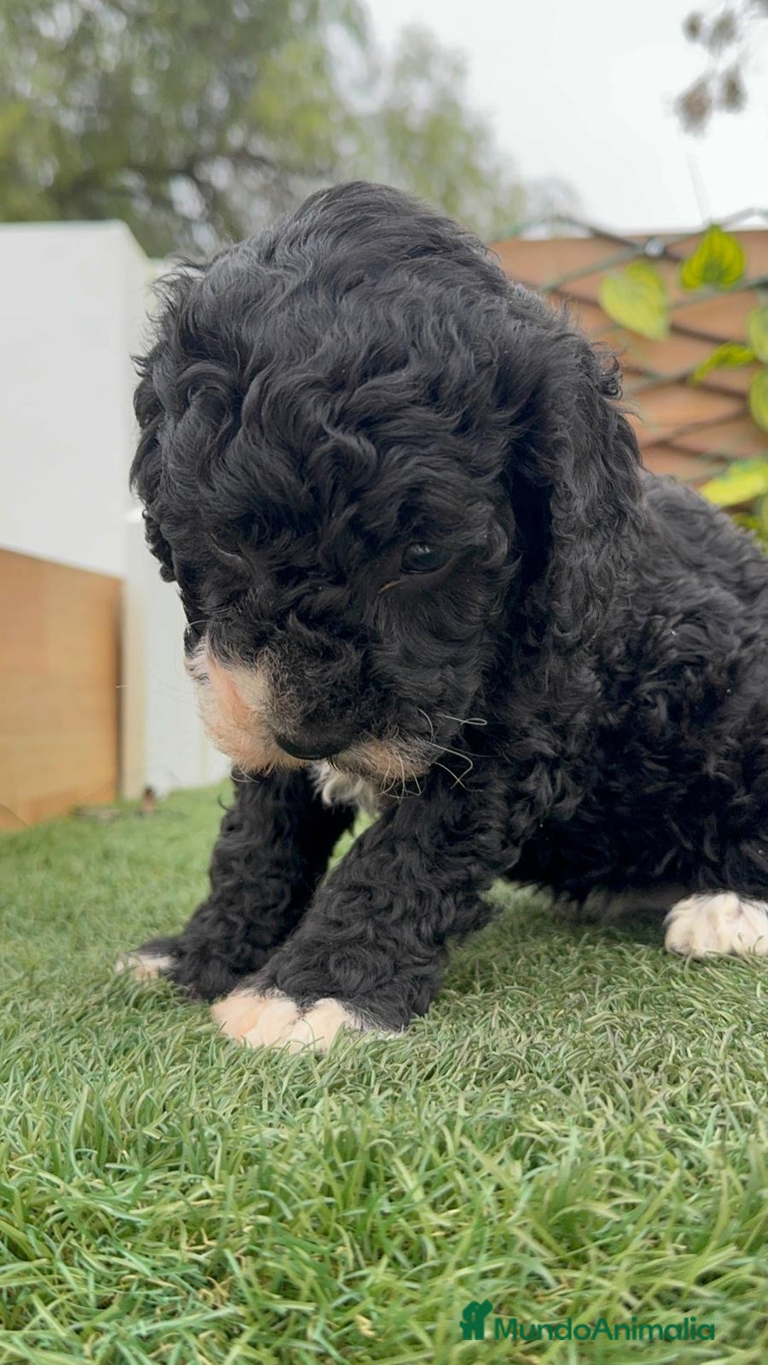 Perro de Agua Español perros en venta: PERRO DE AGUA HEMBRA RABONA - Anuncio 13