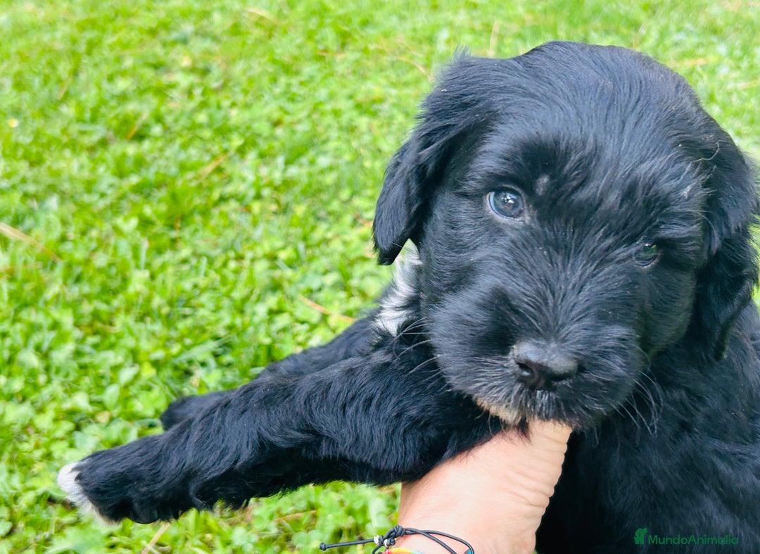 Goldendoodle perros en venta: Cachorros Goldendoodle hipoalergénicos - Imagen 8