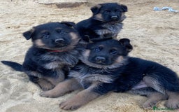 Pastor Alemán perros en venta: CACHORROS DE PASTOR ALEMÁN  - Imagen 4