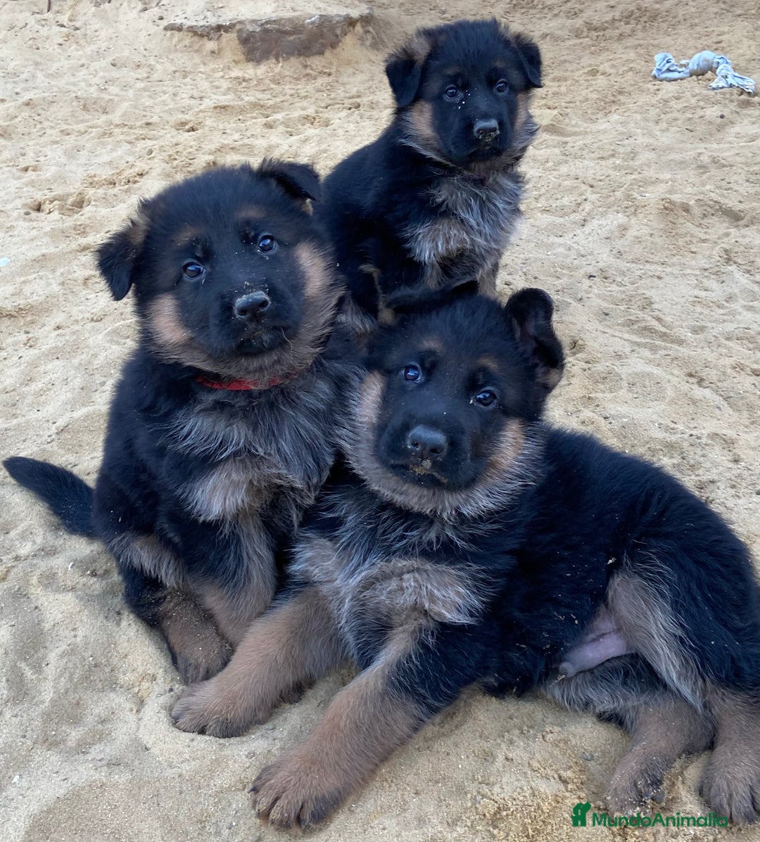Pastor Alemán perros en venta: CACHORROS DE PASTOR ALEMÁN  - Imagen 4