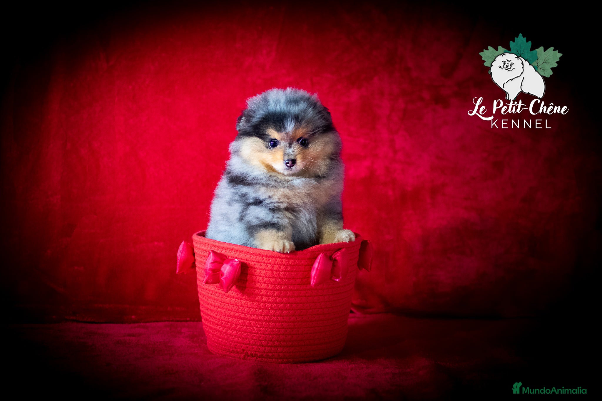 Pomerania perros Pomerania Merle y Fuego Macho - Anuncio 2