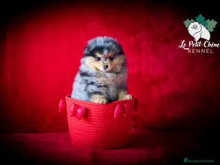 Pomerania perros Pomerania Merle y Fuego Macho - Anuncio 8