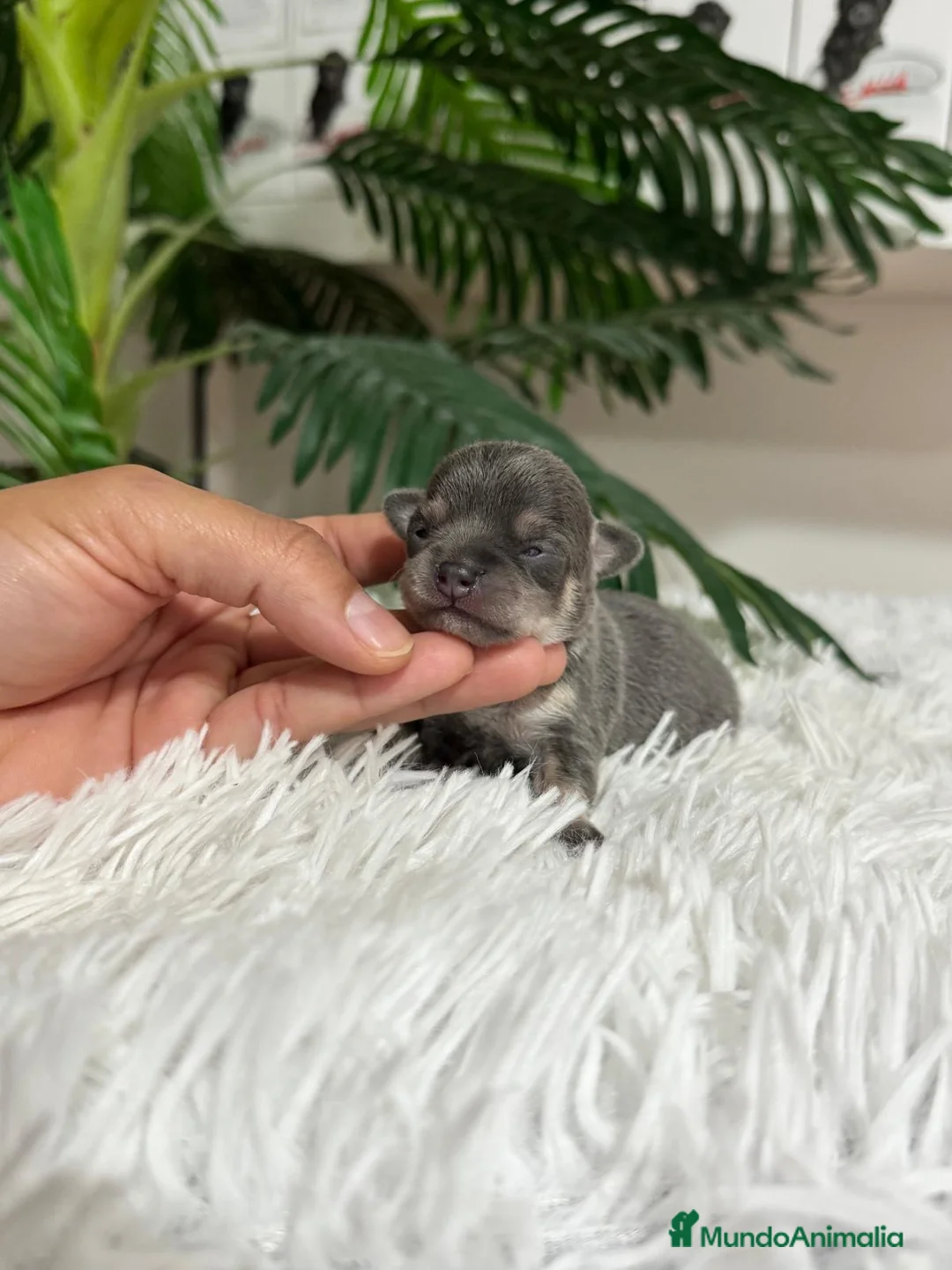 Chihuahua perros en venta: CHIHUAHUA BLUE  - Anuncio 7