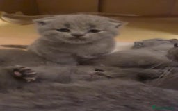 Británico de Pelo Corto Azul gatos en venta: Brithis blue super bonitos  - Imagen 3