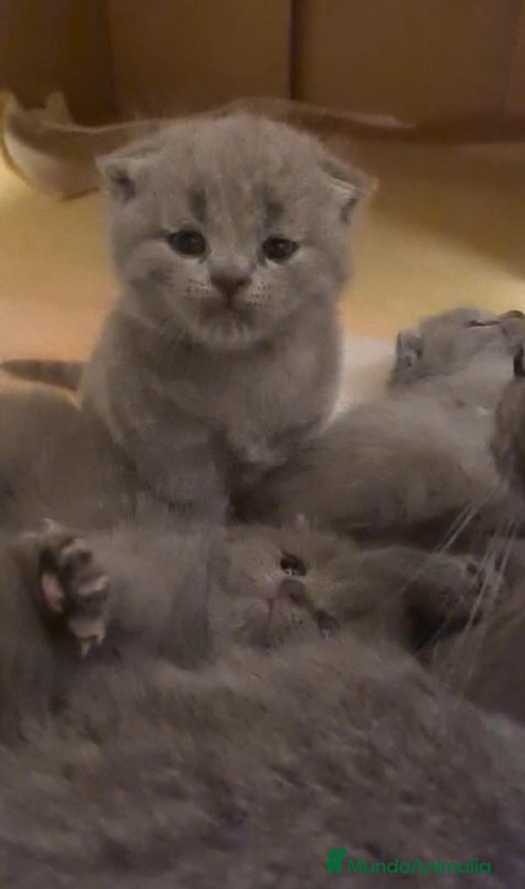 Británico de Pelo Corto Azul gatos en venta: Brithis blue super bonitos  - Imagen 3