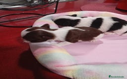 Chihuahua perros en venta: Chihuahua pelo largo  - Imagen 2