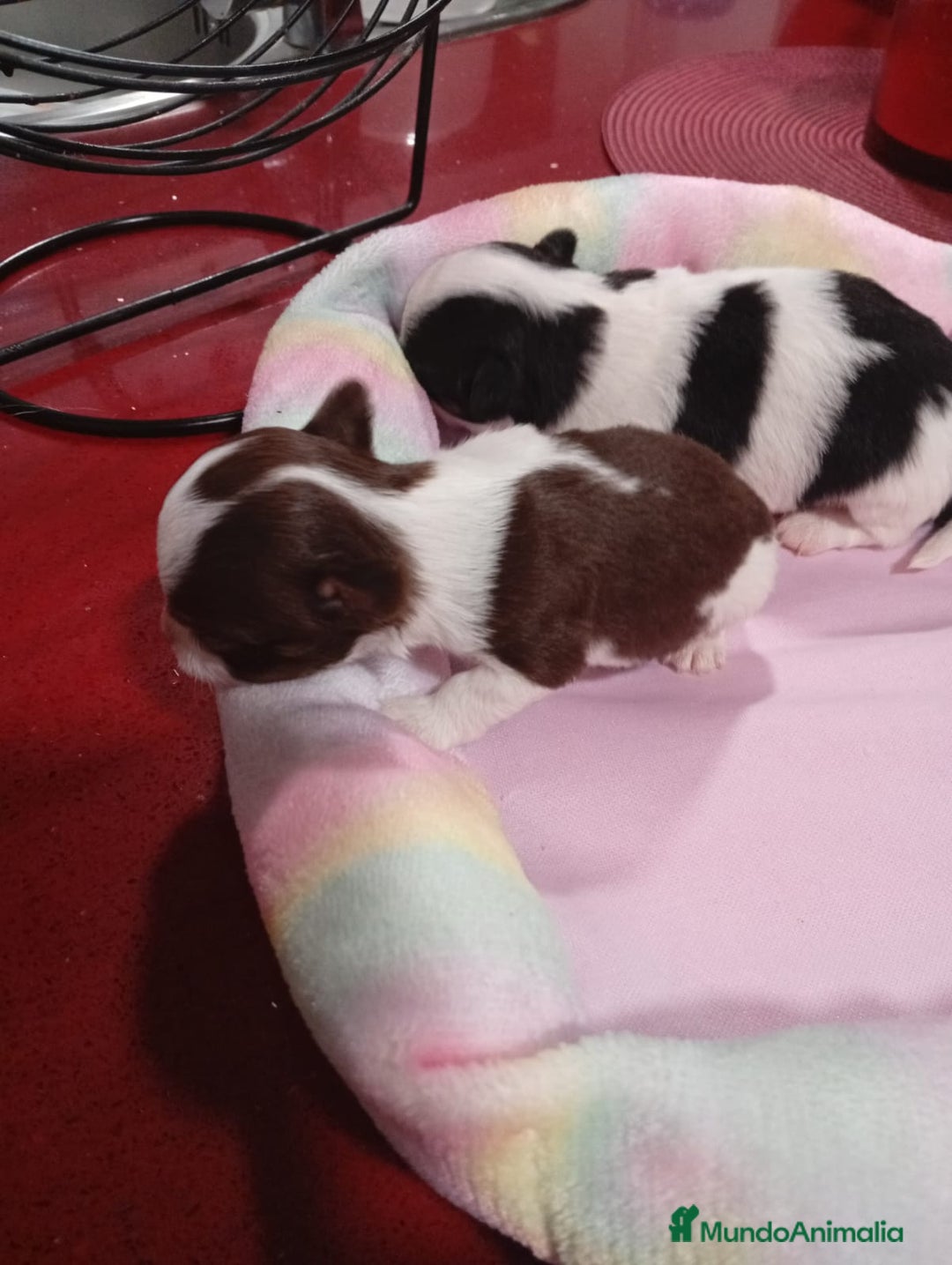 Chihuahua perros en venta: Chihuahua pelo largo  - Imagen 2