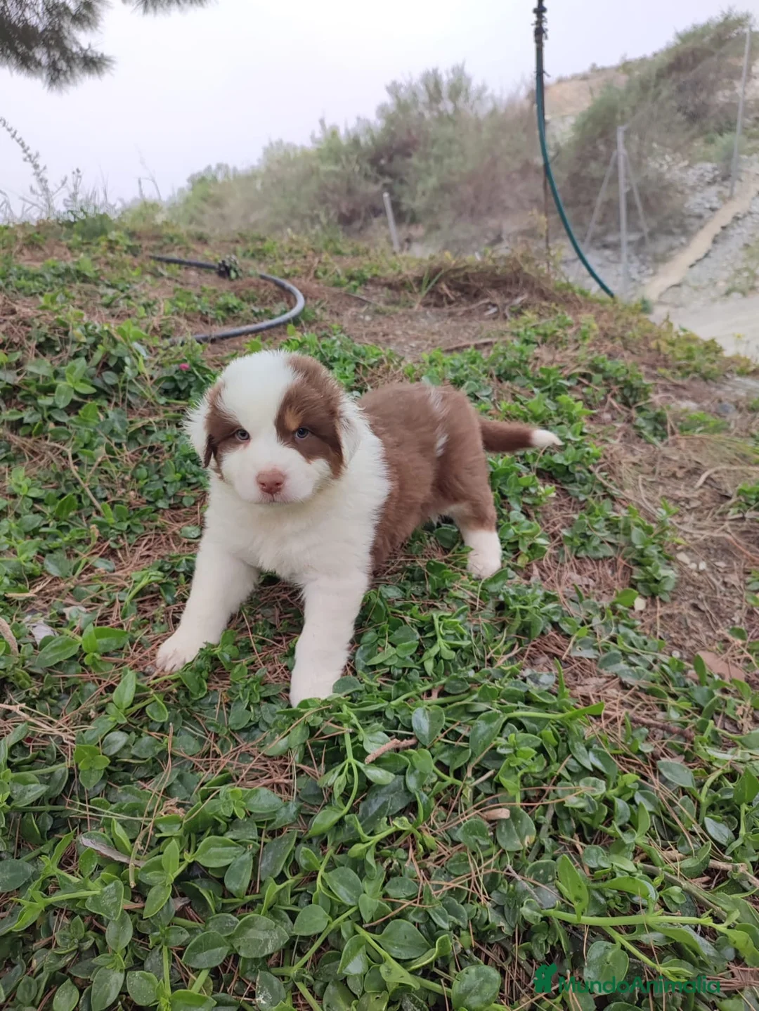 Pastor Australiano perros en venta: CACHORROS PASTOR AUSTRALIANO - Anuncio 1