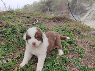 Pastor Australiano perros en venta: CACHORROS PASTOR AUSTRALIANO - Anuncio 4