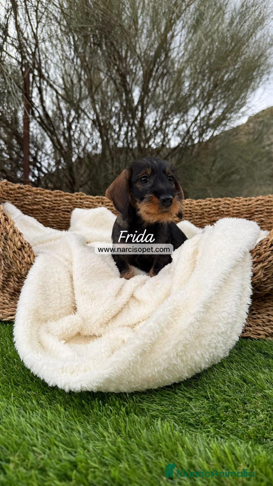 Teckel Miniatura perros TECKEL PELO DURO JABALI - Anuncio 1