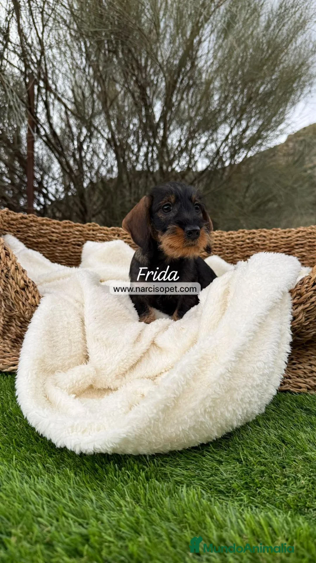 Teckel Miniatura perros en venta: TECKEL PELO DURO JABALI - Anuncio 1