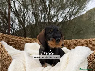 Teckel Miniatura perros TECKEL PELO DURO JABALI - Anuncio 1