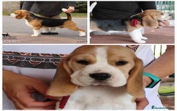 Beagle perros en venta: Beagle  - Imagen 1