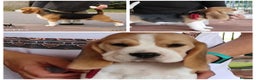 Beagle perros en venta: Beagle  - Anuncio 2