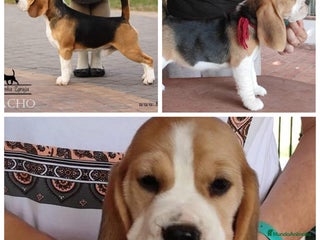 Beagle perros - Anuncio 2