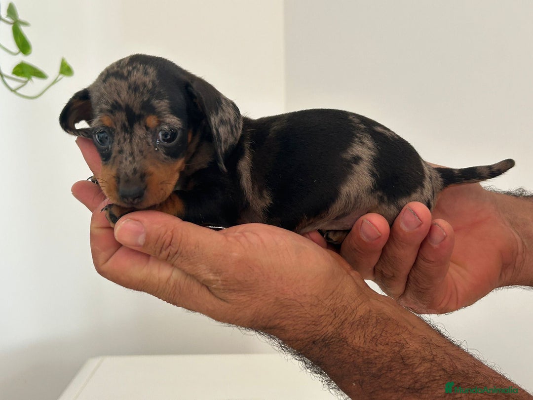 Teckel Miniatura perros en venta: Teckel caniche  - Imagen 5