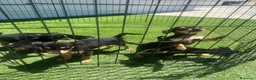 Pinscher Miniatura perros en venta: CAMADA DE MINI PINSCHER NEGRO FUEGO - Anuncio 1