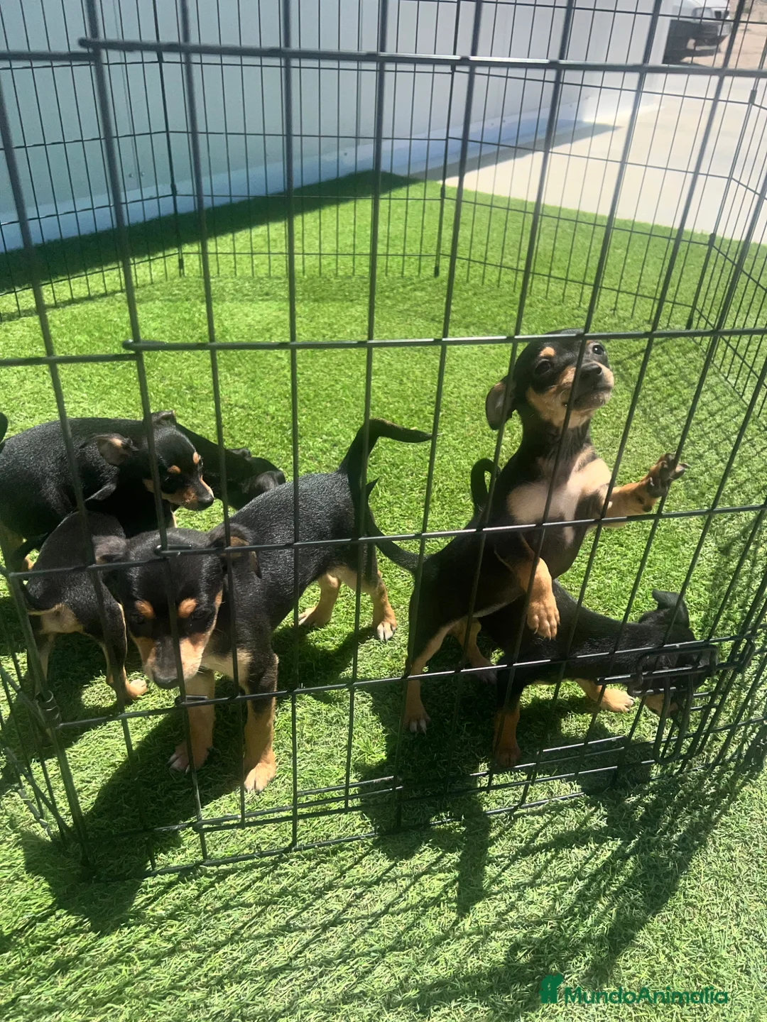 Pinscher Miniatura perros en venta: CAMADA DE MINI PINSCHER NEGRO FUEGO - Anuncio 1