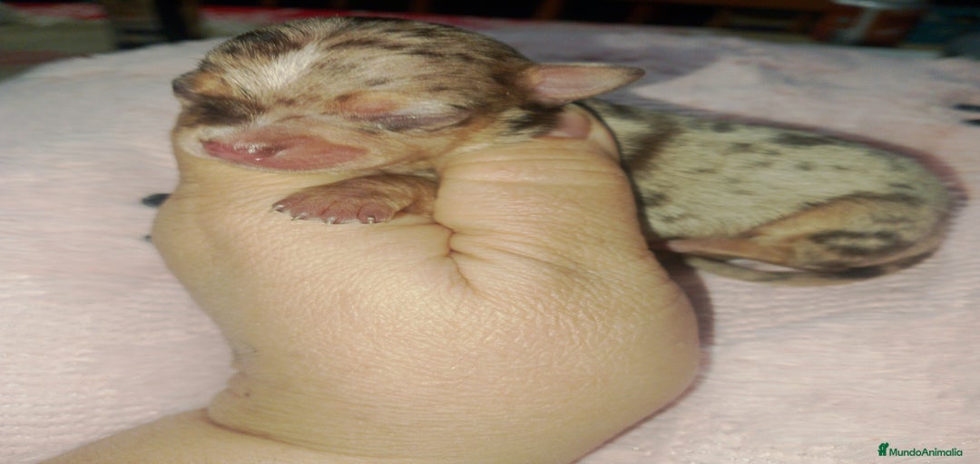 Imagen de galería {{count}}