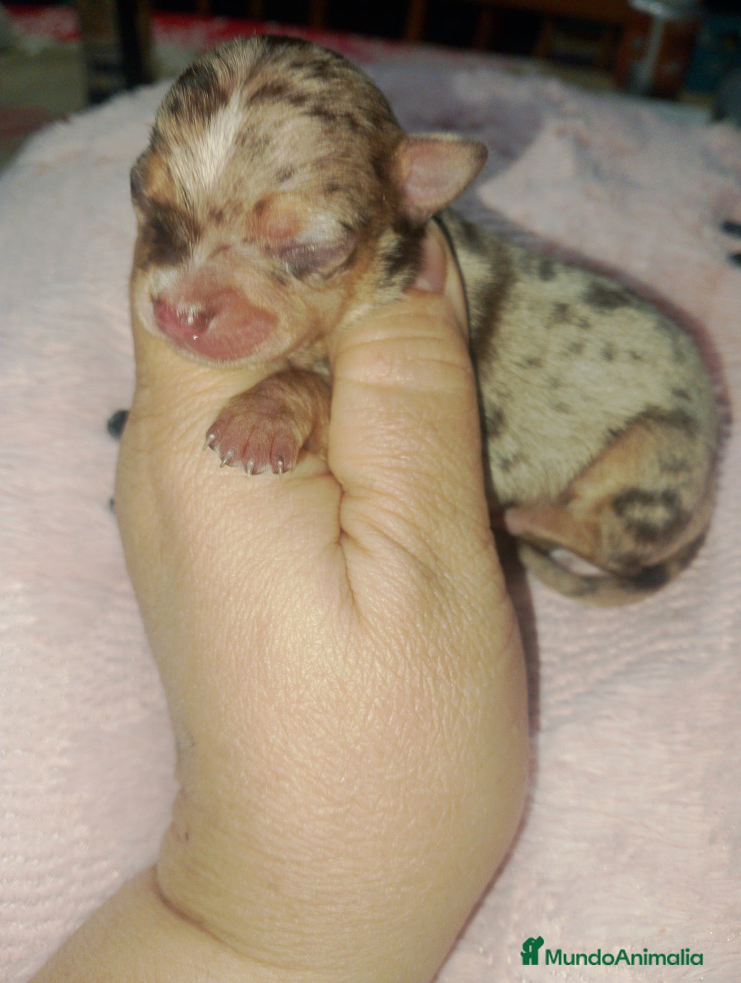 Imagen de galería {{count}}