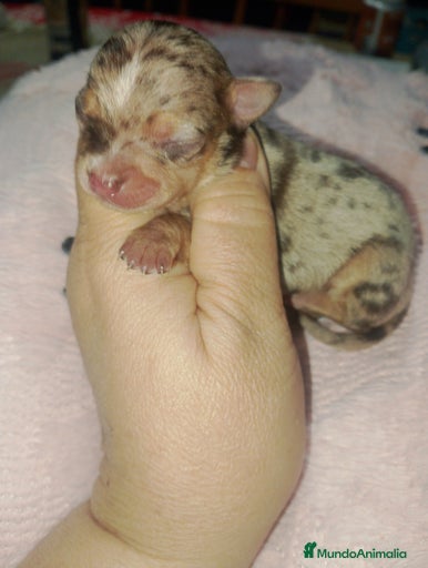 Imagen de galería {{count}}