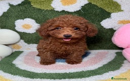 Caniche Toy perros en venta: Caniche Toy Rojo Hembra  - Imagen 3