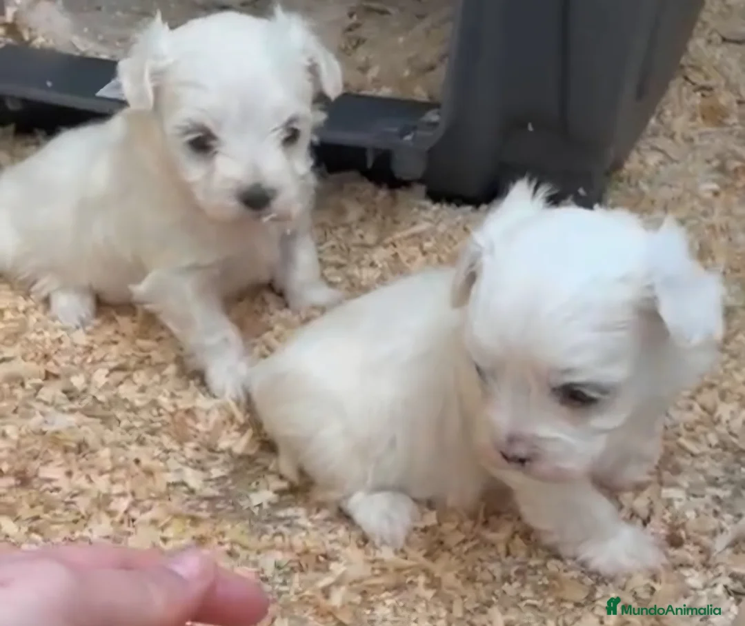 Bichón Maltés perros en venta: Bichon maltes hembras toy - Anuncio 1