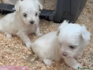 Bichón Maltés perros Bichon maltes hembras toy - Anuncio 6