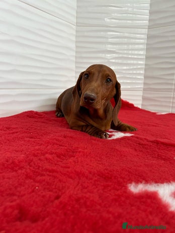 Teckel Miniatura perros en Murcia - Anuncio 18