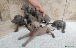 Pequeño Lebrel Italiano perros en venta: Lebrel italiano - Imagen 2