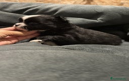 Chihuahua perros en venta: Chihuahua toy rusos pelo largo  - Anuncio 7