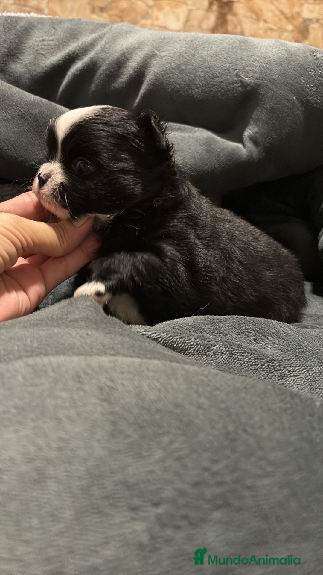 Chihuahua perros en venta: Chihuahua toy rusos pelo largo  - Anuncio 7