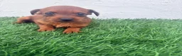 Raza Mixta perros en venta: Pootalian - Anuncio 6