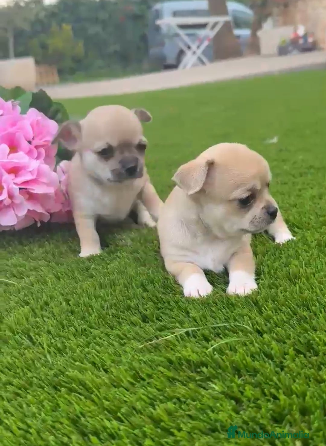 Chihuahua perros Chihuahuas chocolate - Anuncio 2