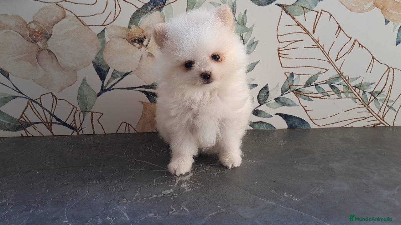 Pomerania perros Lulu de Pomerania  - Anuncio 2