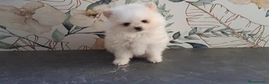 Pomerania Cachorro 1