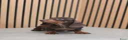 Teckel Miniatura perros en venta: TECKEL MINI DISPONIBLES - Anuncio 6