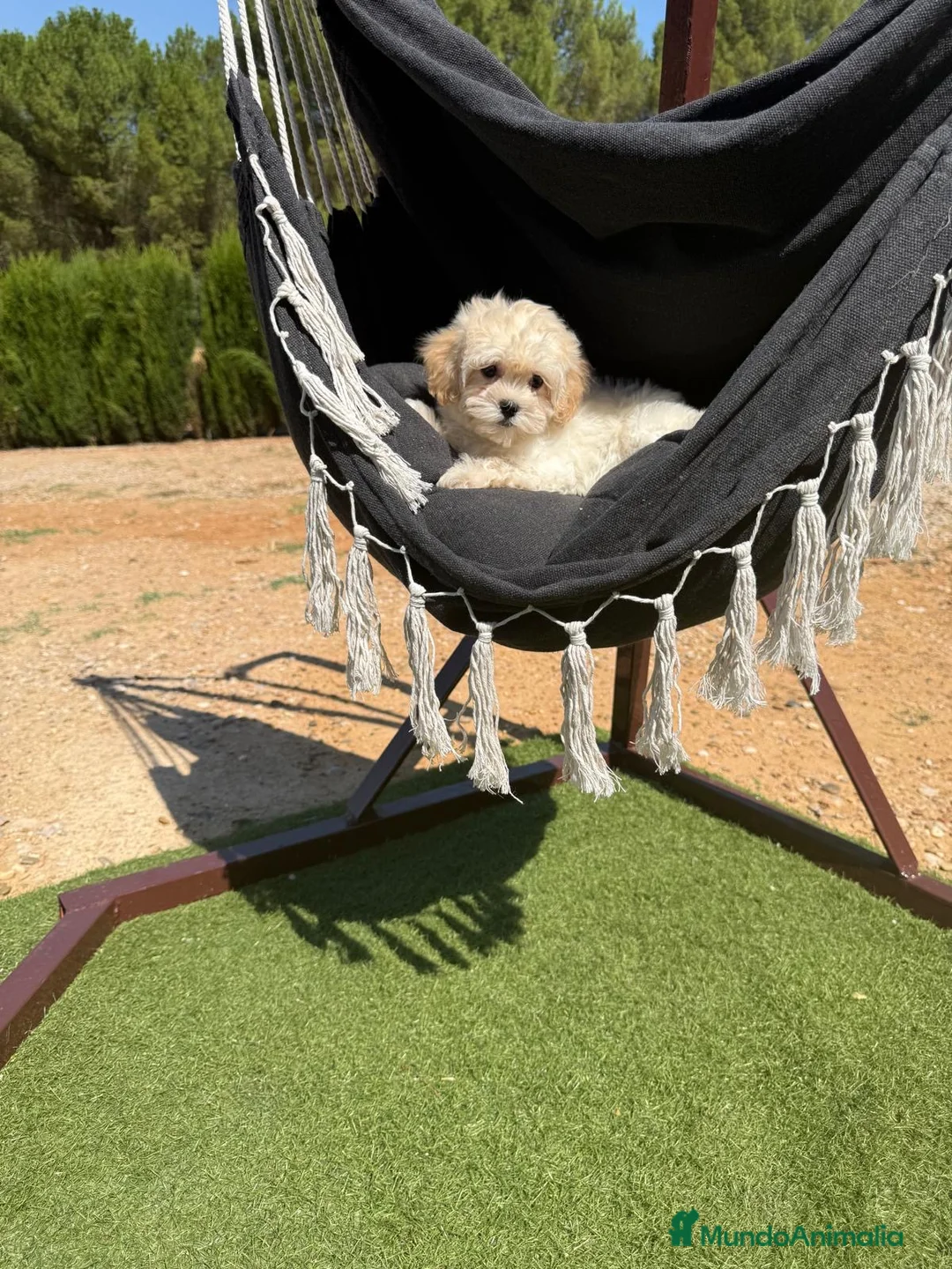 Maltipoo perros en venta: Maltipoo hembra toy disponible !!! - Anuncio 5