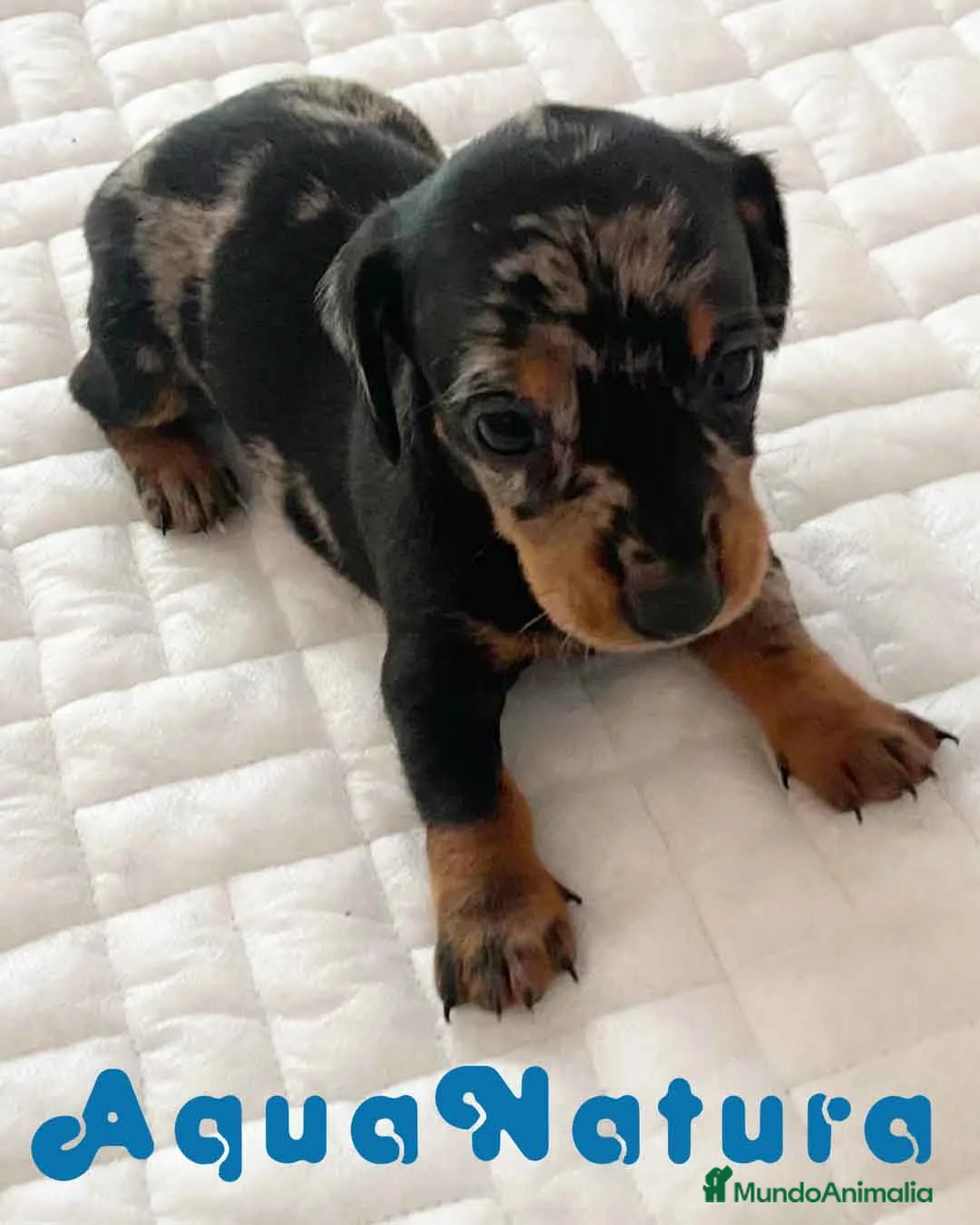 Teckel perros en venta:  Teckel Hembra 6258 - AQUANATURA en Barcelona - Anuncio 7