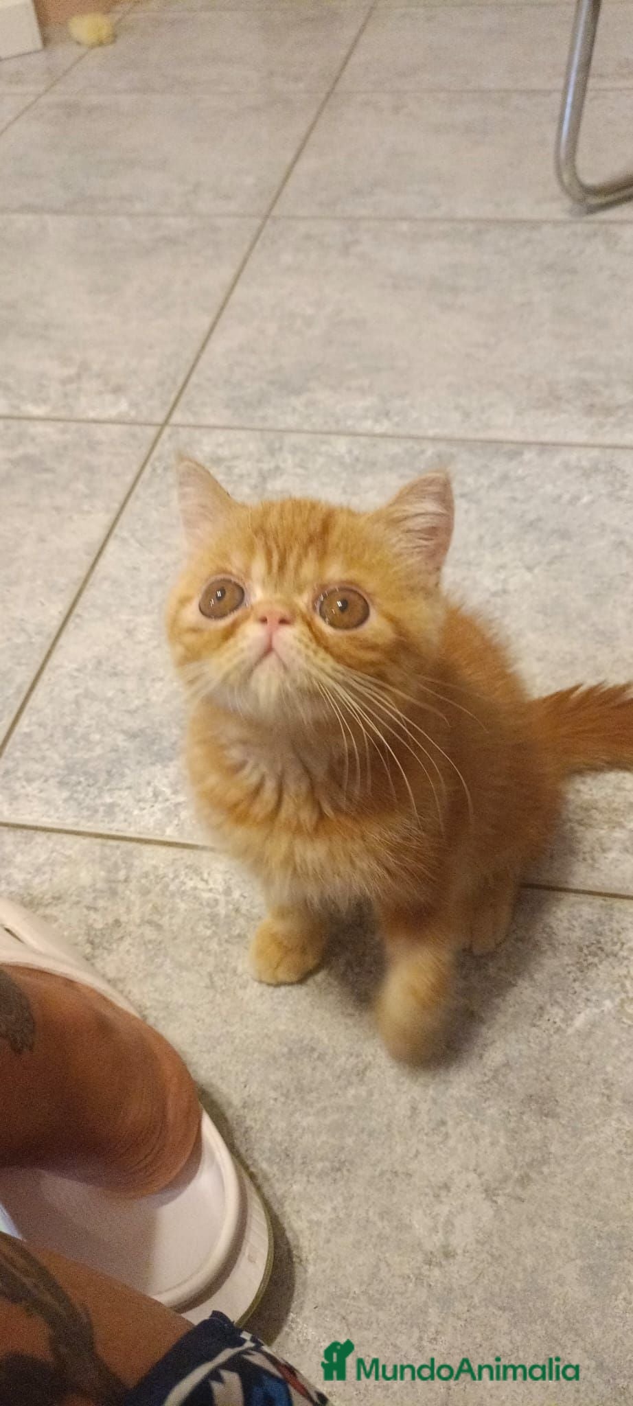 Exótico de Pelo Corto gatos Exòtic SH listo para entregar  - Anuncio 1
