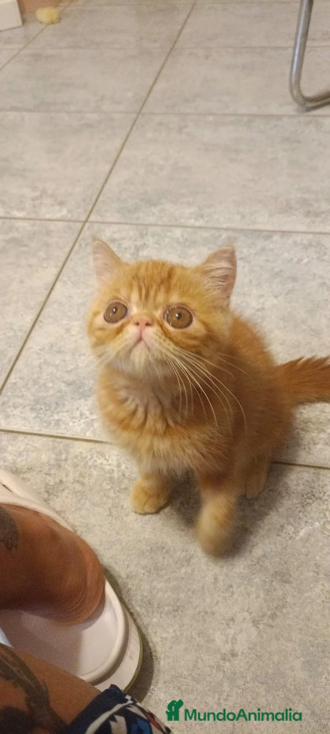 Exótico de Pelo Corto gatos en venta: Exòtic SH listo para entregar  - Anuncio 1