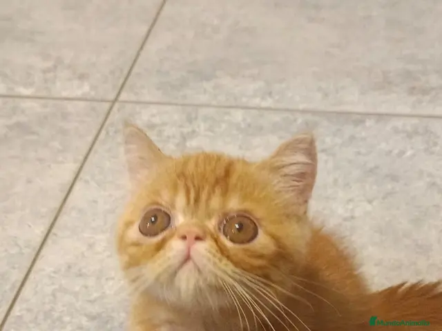 Exótico de Pelo Corto gatos Exòtic SH listo para entregar - Anuncio 1