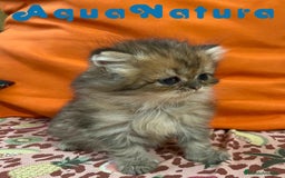 Británico de Pelo Largo gatos en venta:  British Longhair Macho 6421 AQUANATURA - Imagen 3