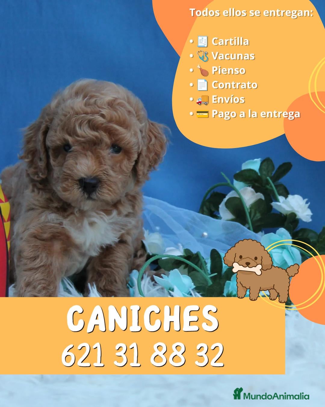 Caniche Enano perros Cachorros de caniche enano 🐩 - Anuncio 3