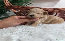 Maltipoo perros en venta: MALTIPOO HEMBRA - Imagen 18